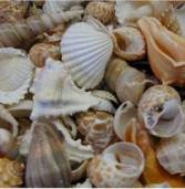 Marroni: Thinning Shells a Danger to Marine Life